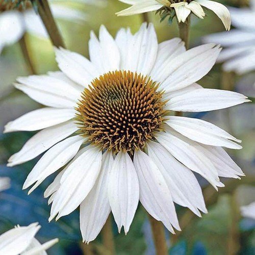 White Swan Coneflower Seeds | Heirloom | Free Shipping | Flower Seeds | 1257