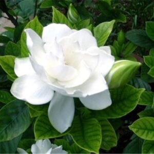 20 SEEDS pure white GARDENIA fragrant flower exotic bush garden plant USA Seller