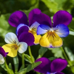 500+ JOHNNY JUMP UP SEEDS - VIOLA - FLOWER SEEDS FREE SHIPPING USA