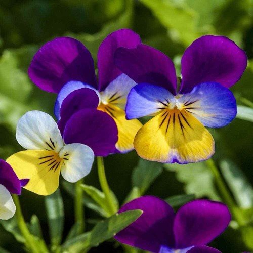 500+ JOHNNY JUMP UP SEEDS - VIOLA - FLOWER SEEDS FREE SHIPPING USA