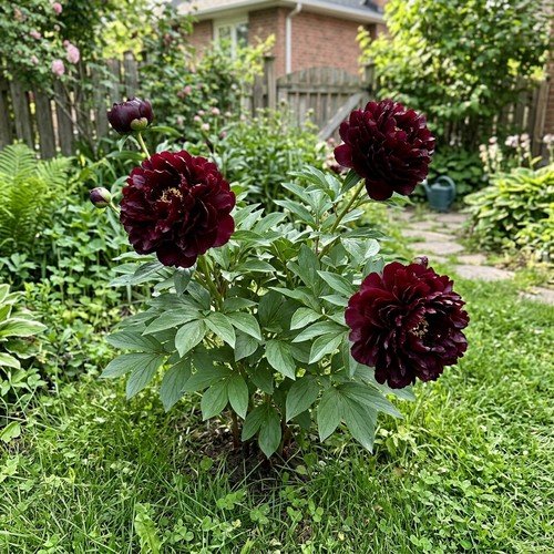 50 Black Peony Seeds for Planting - Premium Heirloom Black Peony Seeds