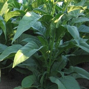 1000 Pennsylvania Red Tobacco Seeds ~ Heirloom ~ Full Flavored Tobacco ~ Non-GMO