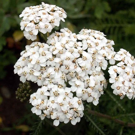 White Yarrow Seeds | Non-GMO | Free Shipping | Seed Store | 1265