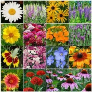 Landscaper's Pack DEER RESISTANT Perennial & Annual Best Seller 3000 Seeds!