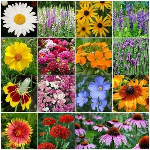 Landscaper's Pack DEER RESISTANT Perennial & Annual Best Seller 3000 Seeds!