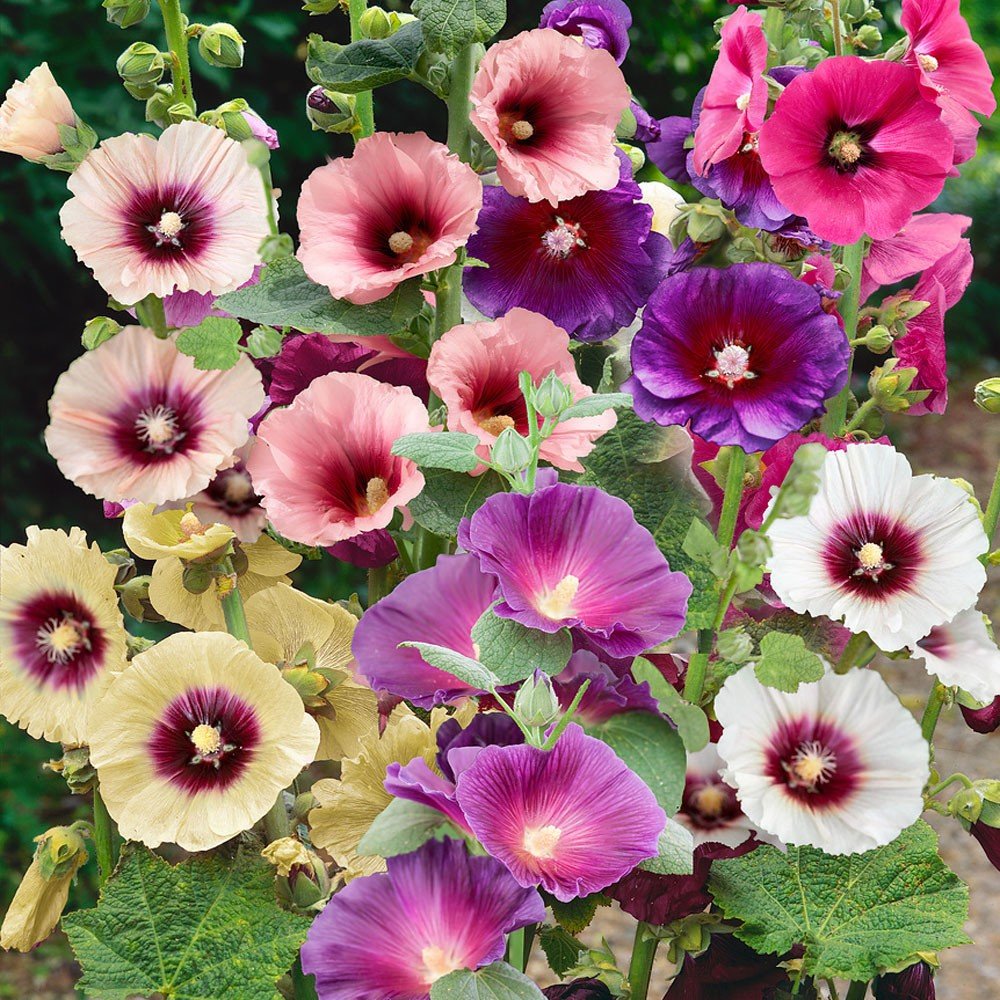 Hollyhock Single Mix Flower Seeds (50) Fifty Seeds. Free Shipping!