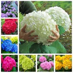25pc HYDRANGEA SEEDS Garden Plant Flower rare exotic USA seller FREE shipping