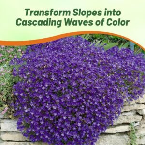 1000 Seeds Cascading Blue Rock Cress Seeds - Aubrieta Seeds Hybrida Ground