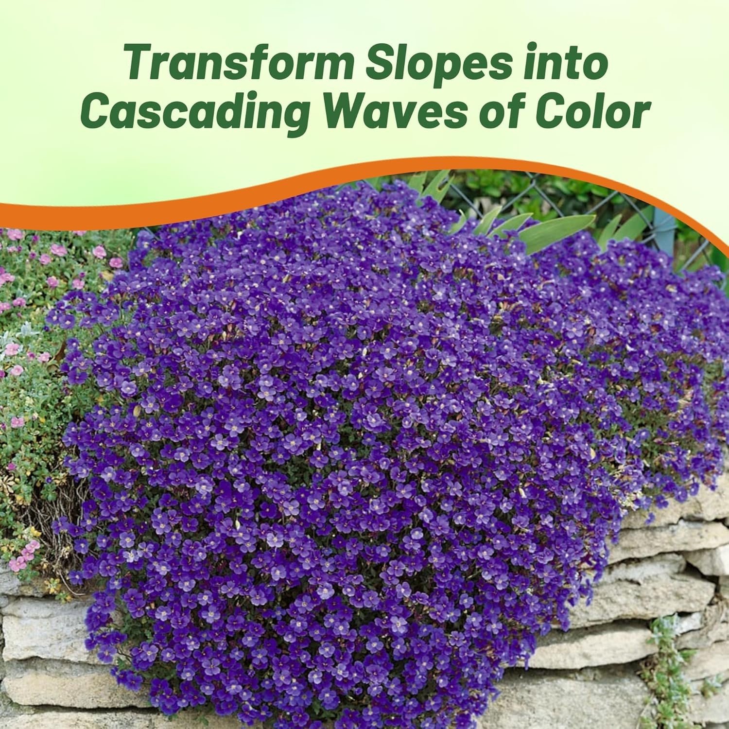 1000 Seeds Cascading Blue Rock Cress Seeds - Aubrieta Seeds Hybrida Ground