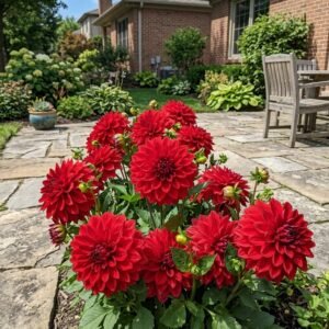 Fresh 50 Dinnerplate Red Dahlia Seeds for Home Gardening - Beautiful Perennial