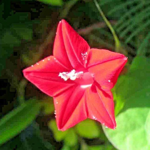 🌺 CARDINAL CLIMBER 20+ SEEDS | HUMMINGBIRD VINE | RARE RED FLOWER | FREE SHIP