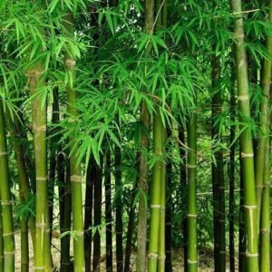 Giant Bamboo Seeds for Planting - Quick Growth and Winter Hardy (100 Seeds)