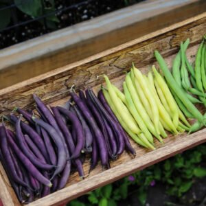 TRI-COLOR BUSH BEAN Seed Mix, Heirloom Seeds - Bright Color Mix for Easy Picking