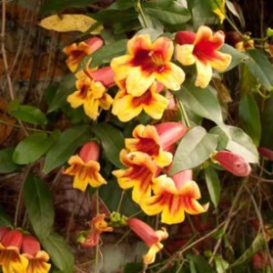 20+ Bignonia Crossvine Seeds BUTTERFLY VINE Flower Pollinators USA