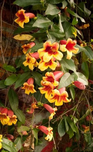 20+ Bignonia Crossvine Seeds BUTTERFLY VINE Flower Pollinators USA