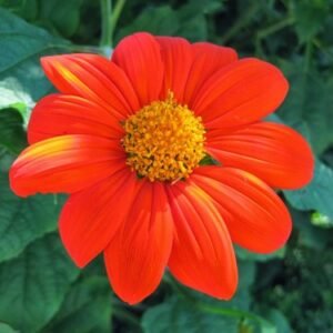 Mexican Sunflower Seeds 50+ Tithinia Torch Flower USA SELLER FREE SHIPPING