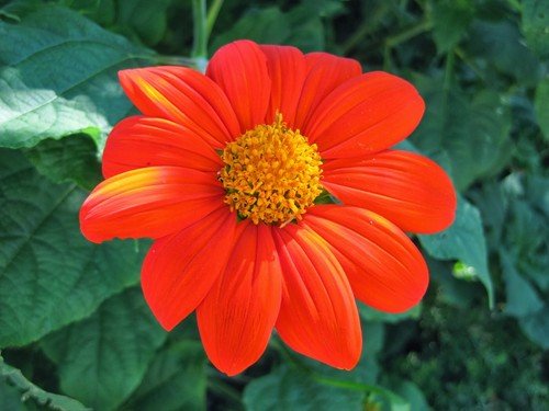 Mexican Sunflower Seeds 50+ Tithinia Torch Flower USA SELLER FREE SHIPPING