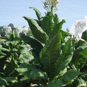 1000 Virginia Gold Tobacco Seeds ~ Heirloom Nicotiana Tabacum ~ Fast grow