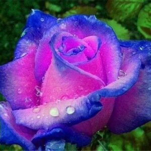 20 SEEDS for Navy Blue/Fuchsia Pink RARE Rose tea flower exotic plant USA Seller