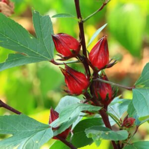 Roselle Seeds, Asian Sour Leaf Hibiscus, Florida Cranberry, FREE SHIPPING