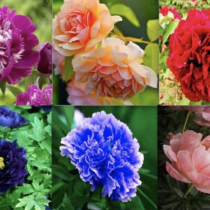 25pc PEONY SEEDS Garden Plant Flower bloom rare exotic USA seller FREE shipping