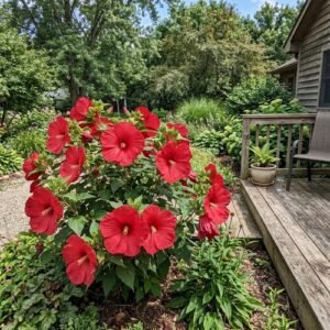 100 Hardy Red Hibiscus Seeds Nature Inspired Landscape - Non-GMO Heirloom