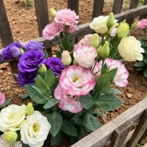 Eustoma Flower Seeds - 800pcs - Suitable for Balcony, Patio & Yard Gardening