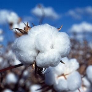 38 WHITE COTTON Gossypium Seeds Non-GMO USA Seller Shipper Best Price
