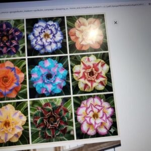 20 Mixed Color-Different Variety-Shape  Desert Rose Seeds- USA Seller-Free Ship