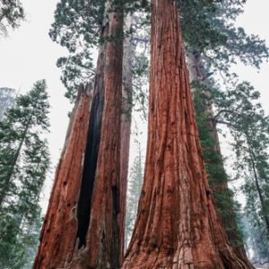 Giant Sequoia Seeds (Sequoiadendron giganteum) – 50 Seeds – 2025 Harvest