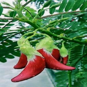 20 Hummingbird Tree Seeds (Sesbania grandiflora) "Agati" Flower Plant Fast RARE