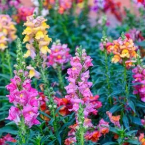 500+ TETRA SNAPDRAGON SEEDS (Antirrhinum majus) - FLOWERS SEEDS | USA FAST SHIP