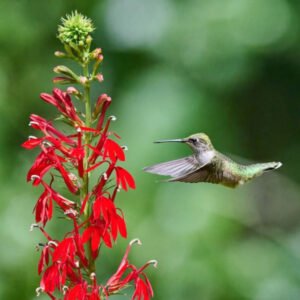 CARDINAL FLOWER Red Hummingbird Plant Perennial Wet Areas Non-GMO 500 Seeds!