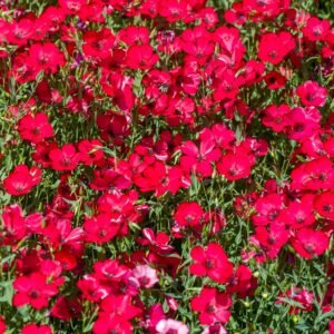 Scarlet Flax Seeds | Non-GMO | Heirloom | Fresh Garden Seeds