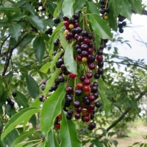 Black Cherry, Prunus serotina, Tree Seeds