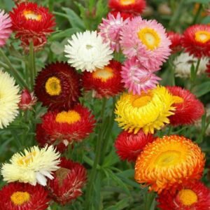 Strawflower Tall Double Mix Seeds 200+ Cut Flower Mixed Colors USA FREE SHIPPING