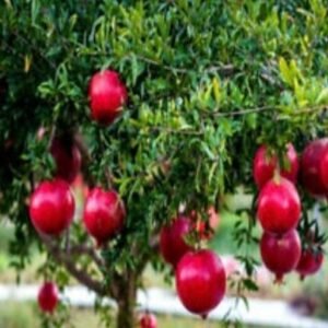 50PCS DWARF POMEGRANATE TREE SEEDS PUNICA GRANATUM NANA GARDEN FRUIT HOUSE PLANT