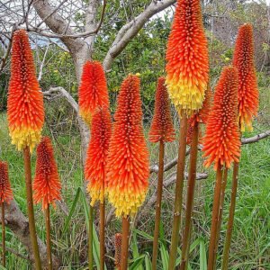 RED HOT POKER 100 SEEDS, ORANGE AND YELLOW FLOWERS. KNIPHOPHIA, TORCH LILY