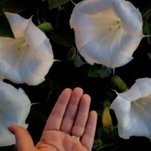 USA Datura inoxia Moon flowers Parent plant is 66 years old. 75+ fresh seeds