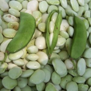 White Dixie Butterpea  Seeds, NON-GMO, Lima Bean, Shell or Dry Bean, FREE SHIP