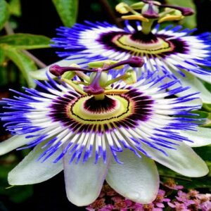 BLUE PASSION FLOWER SEEDS Climber Vine Fruit Plant Hummingbirds & Butterflies!