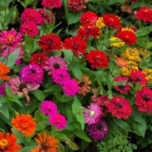 Zinnia METEOR SHOWER Mixed Colors 5" Large Double Blooms – Non GMO