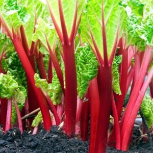 RHUBARB SEEDS 20+ "Victoria" perennial VEGETABLE garden FREE USA SHIPPING