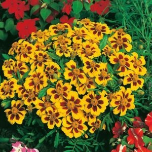 Dainty Marietta Dwarf Marigold Seeds | Heirloom / Non-GMO | Free Shipping | 1190