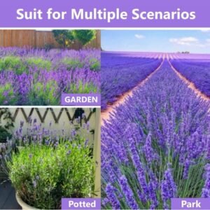 5000+ ENGLISH LAVENDER SEEDS 🌱 HEIRLOOM MOSQUITO REPELLENT HERB