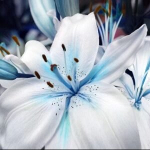 50+ Seeds Blue Lily / blue Rare Lily Plant Seeds Potted. (#6235)