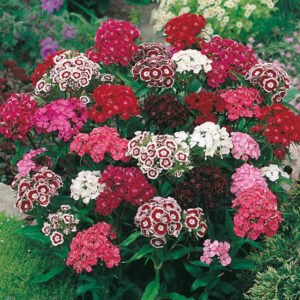 500 -SWEET WILLIAM SINGLE MIX SEEDS FRESH HARVEST FOR GARDENS