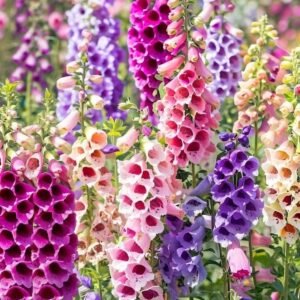 🌸 1000+ FOXGLOVE EXCELSIOR MIX SEEDS | POLLINATOR | DEER RESISTANT FREE SHIP!