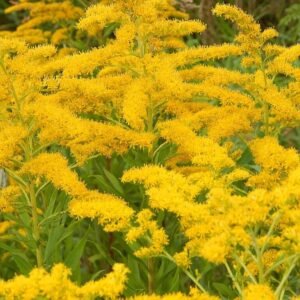 Canadian goldenrod 1000 seeds, solidago canadensis, large flowers, bulk seeds.