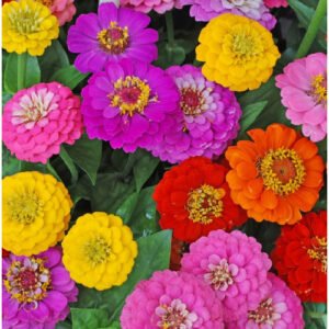 Zinnia GIGANTICA FROSTED MOONLIGHT Mix Romantic Huge Double Blooms 50 Seeds!